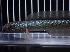 画像2: 【淡水魚】【通販】激レアNo2 吉丁雷龍(Jewel)【個体販売】(±15cm)(大型魚・スネークヘッド)(生体)(熱帯魚)NKO (2)