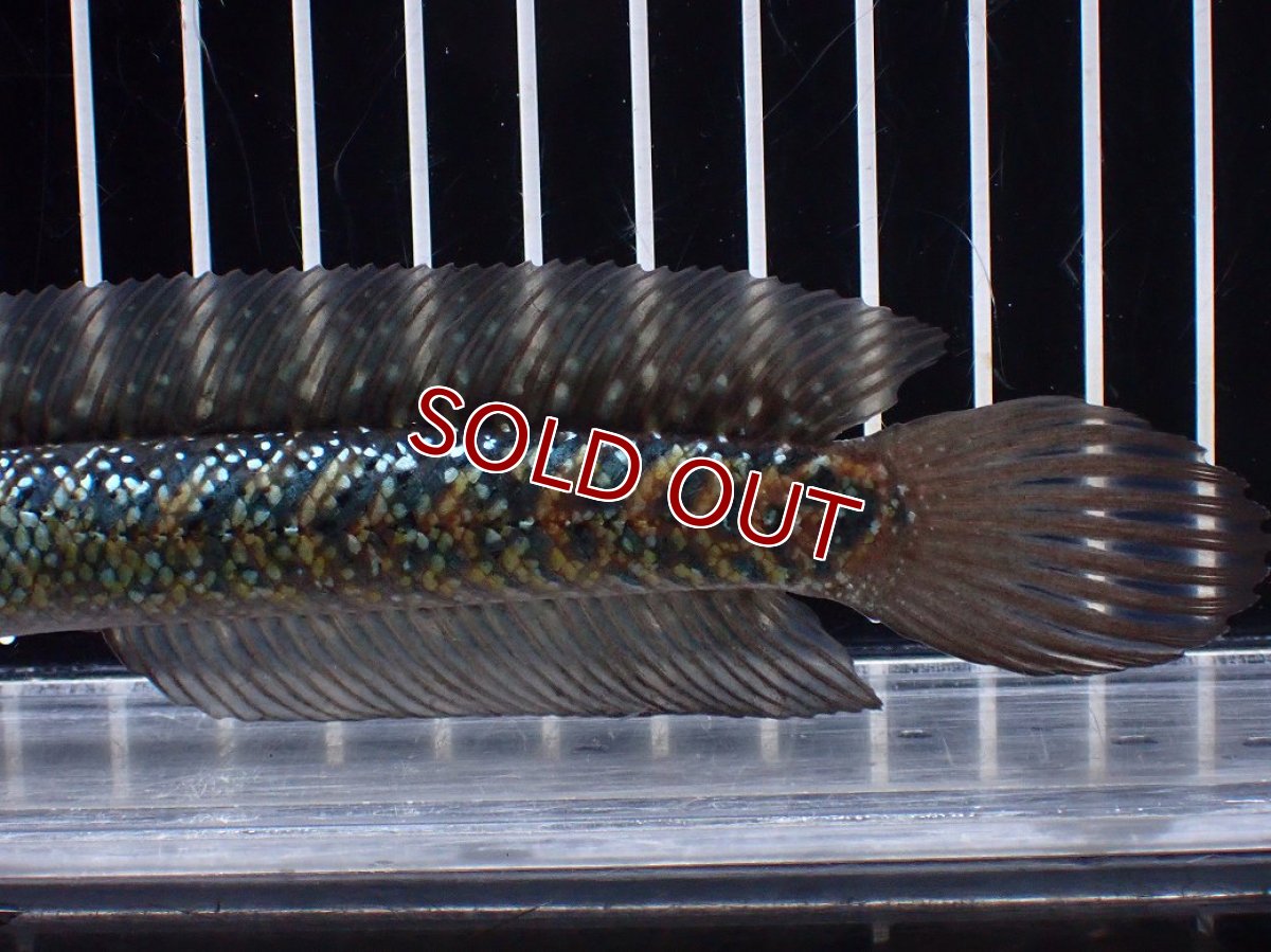 画像3: 【淡水魚】【通販】激レアNo2 吉丁雷龍(Jewel)【個体販売】(±15cm)(大型魚・スネークヘッド)(生体)(熱帯魚)NKO (3)