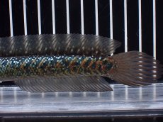 画像3: 【淡水魚】【通販】激レアNo2 吉丁雷龍(Jewel)【個体販売】(±15cm)(大型魚・スネークヘッド)(生体)(熱帯魚)NKO (3)