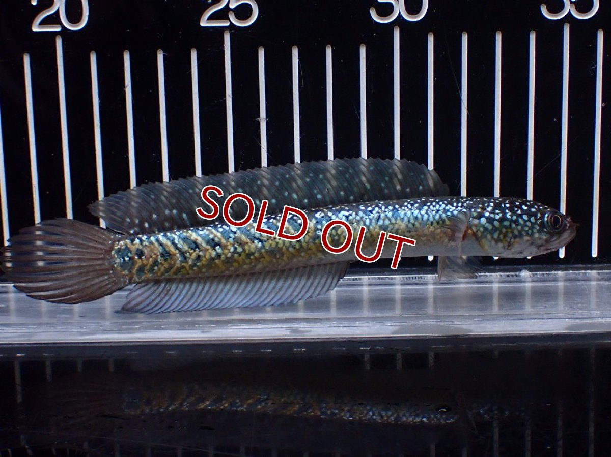 画像4: 【淡水魚】【通販】激レアNo2 吉丁雷龍(Jewel)【個体販売】(±15cm)(大型魚・スネークヘッド)(生体)(熱帯魚)NKO (4)