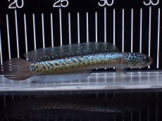 画像4: 【淡水魚】【通販】激レアNo2 吉丁雷龍(Jewel)【個体販売】(±15cm)(大型魚・スネークヘッド)(生体)(熱帯魚)NKO (4)