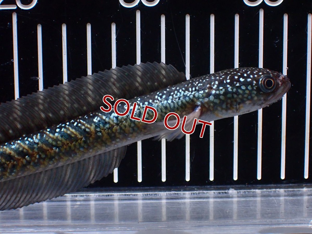 画像5: 【淡水魚】【通販】激レアNo2 吉丁雷龍(Jewel)【個体販売】(±15cm)(大型魚・スネークヘッド)(生体)(熱帯魚)NKO (5)