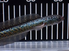 画像5: 【淡水魚】【通販】激レアNo2 吉丁雷龍(Jewel)【個体販売】(±15cm)(大型魚・スネークヘッド)(生体)(熱帯魚)NKO (5)