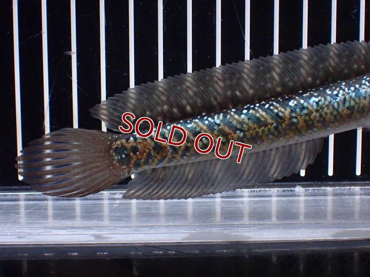 画像6: 【淡水魚】【通販】激レアNo2 吉丁雷龍(Jewel)【個体販売】(±15cm)(大型魚・スネークヘッド)(生体)(熱帯魚)NKO (6)