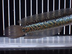 画像6: 【淡水魚】【通販】激レアNo2 吉丁雷龍(Jewel)【個体販売】(±15cm)(大型魚・スネークヘッド)(生体)(熱帯魚)NKO (6)