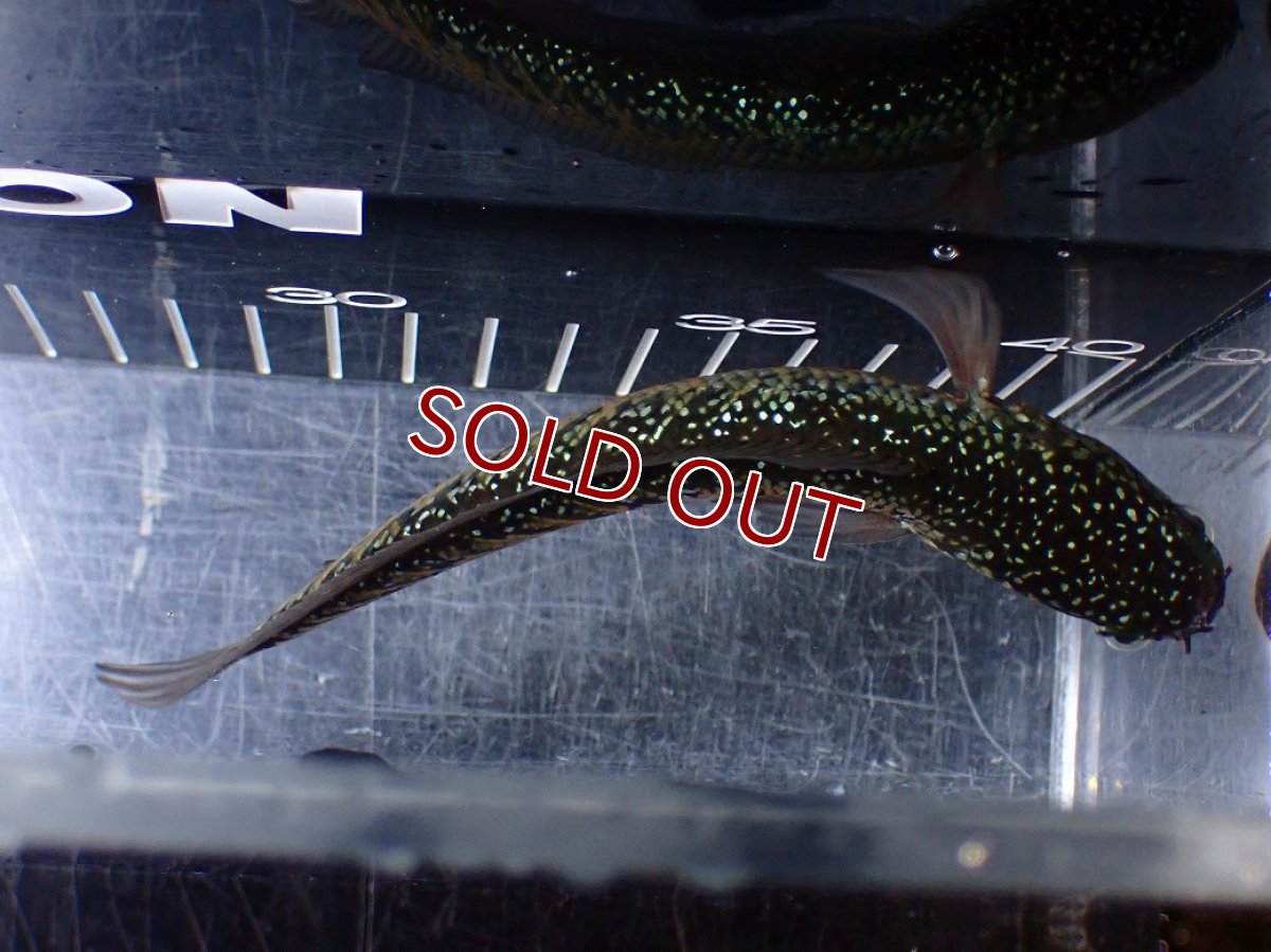 画像7: 【淡水魚】【通販】激レアNo2 吉丁雷龍(Jewel)【個体販売】(±15cm)(大型魚・スネークヘッド)(生体)(熱帯魚)NKO (7)