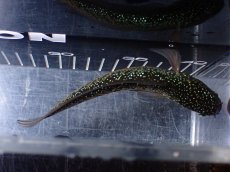 画像7: 【淡水魚】【通販】激レアNo2 吉丁雷龍(Jewel)【個体販売】(±15cm)(大型魚・スネークヘッド)(生体)(熱帯魚)NKO (7)