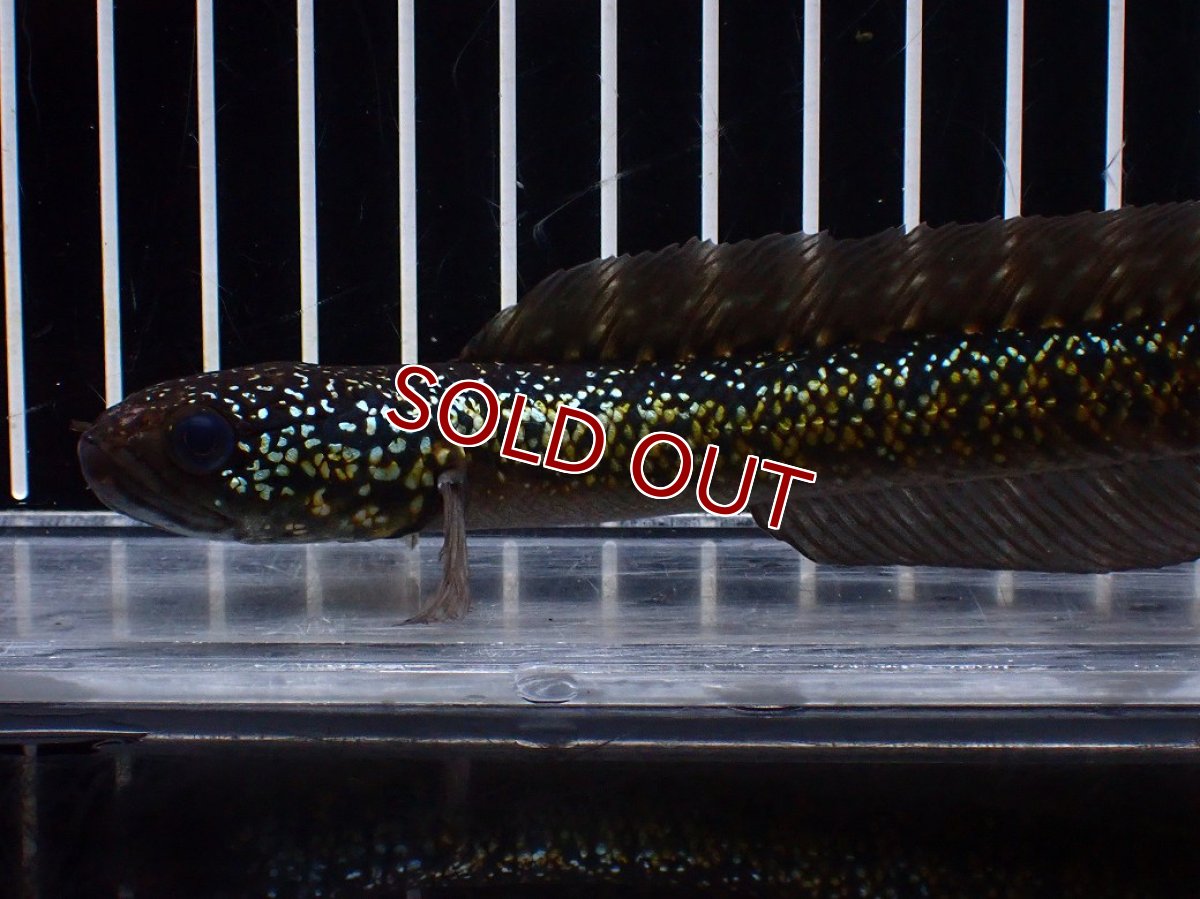 画像2: 【淡水魚】【通販】激レア No2 金天目(Gold tenmoku)【個体販売】(±15cm)(大型魚・スネークヘッド)(生体)(熱帯魚)NKO (2)