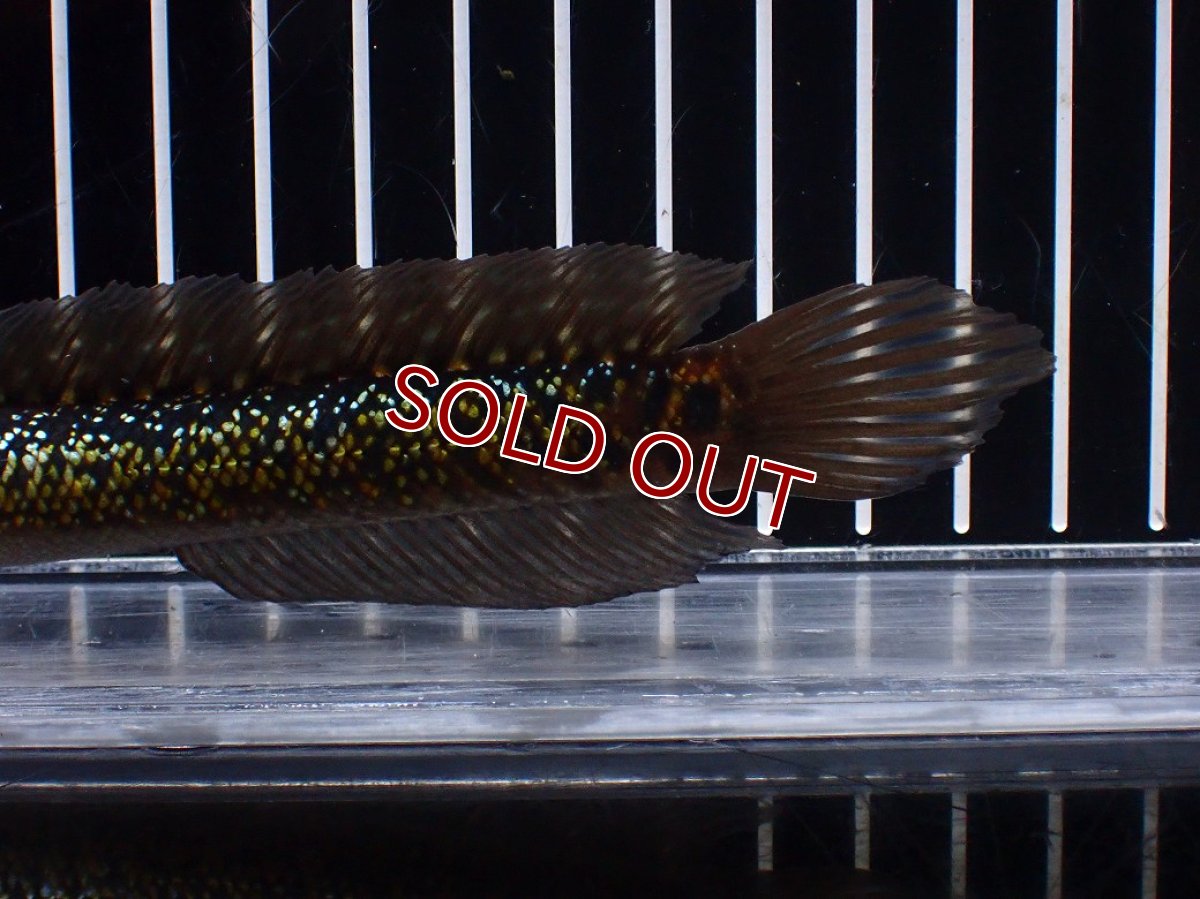 画像3: 【淡水魚】【通販】激レア No2 金天目(Gold tenmoku)【個体販売】(±15cm)(大型魚・スネークヘッド)(生体)(熱帯魚)NKO (3)