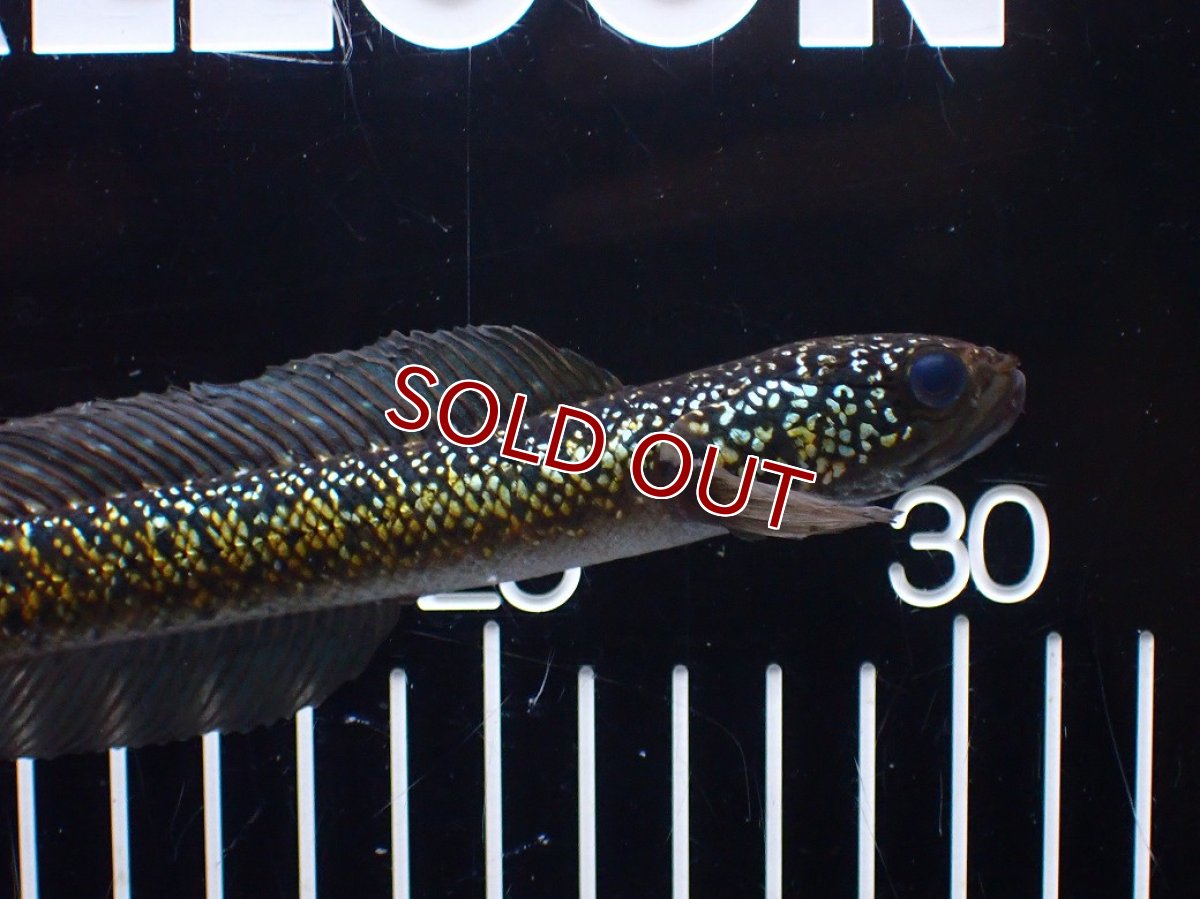 画像5: 【淡水魚】【通販】激レア No2 金天目(Gold tenmoku)【個体販売】(±15cm)(大型魚・スネークヘッド)(生体)(熱帯魚)NKO (5)