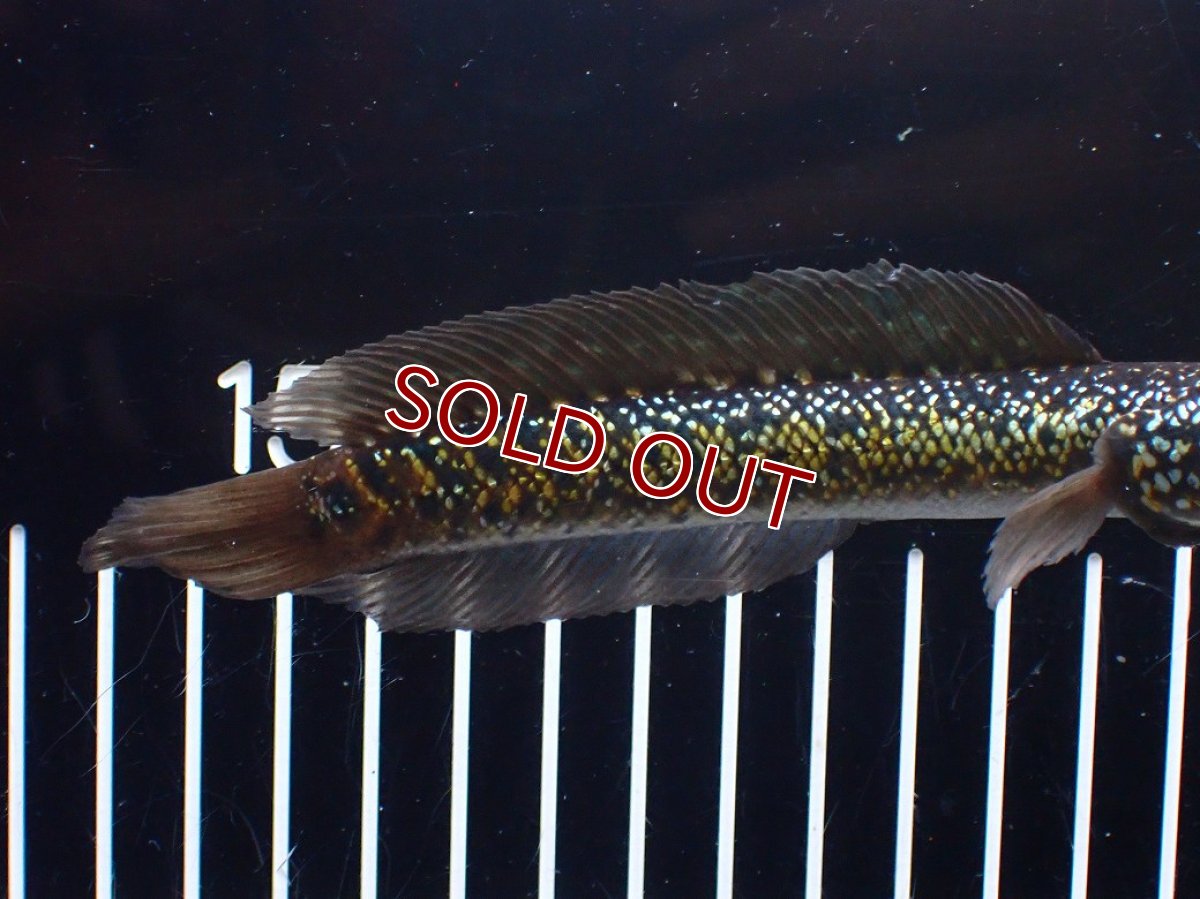 画像6: 【淡水魚】【通販】激レア No2 金天目(Gold tenmoku)【個体販売】(±15cm)(大型魚・スネークヘッド)(生体)(熱帯魚)NKO (6)