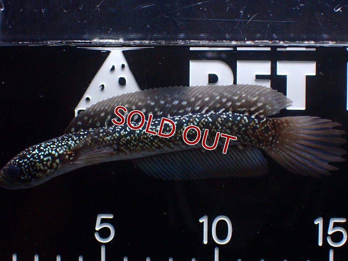 画像1: 【淡水魚】【通販】激レア No3 金天目(Gold tenmoku)【個体販売】(±14cm)(大型魚・スネークヘッド)(生体)(熱帯魚)NKO (1)
