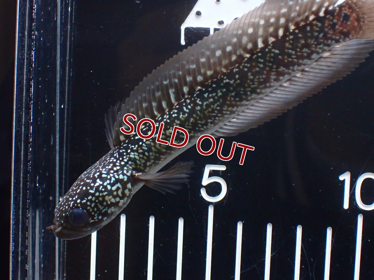 画像2: 【淡水魚】【通販】激レア No3 金天目(Gold tenmoku)【個体販売】(±14cm)(大型魚・スネークヘッド)(生体)(熱帯魚)NKO (2)