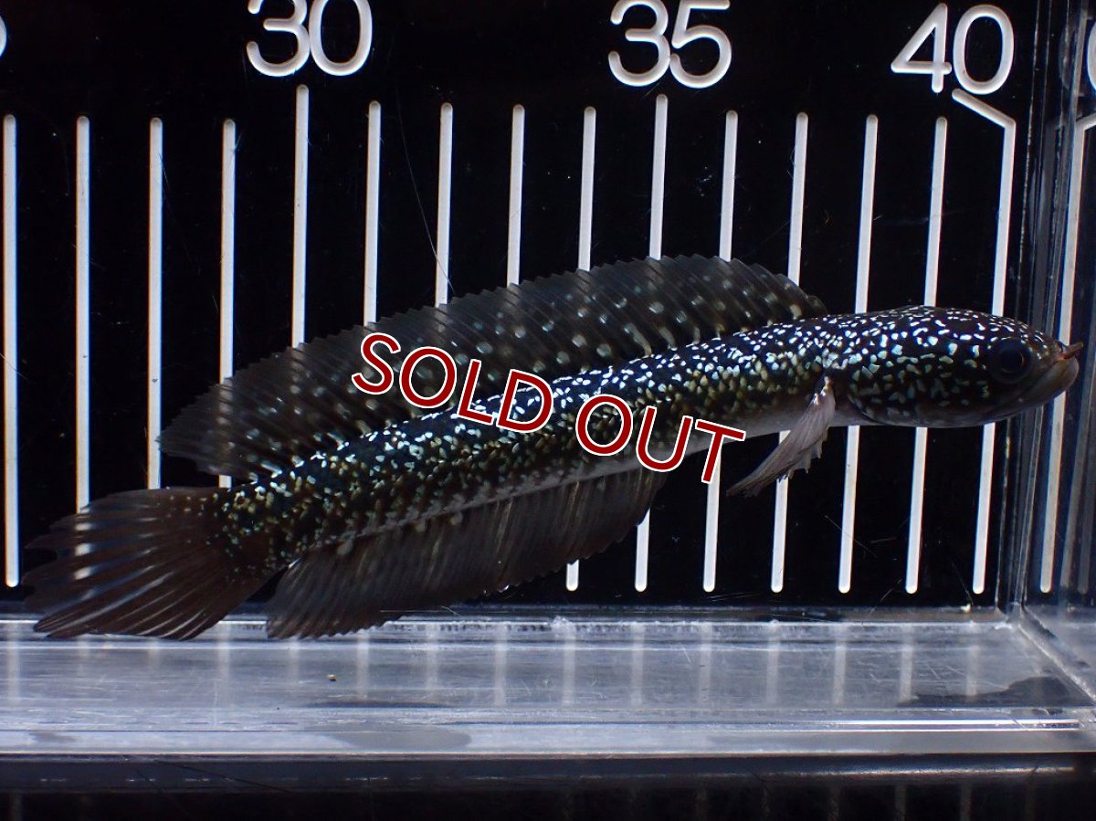 画像4: 【淡水魚】【通販】激レア No3 金天目(Gold tenmoku)【個体販売】(±14cm)(大型魚・スネークヘッド)(生体)(熱帯魚)NKO (4)