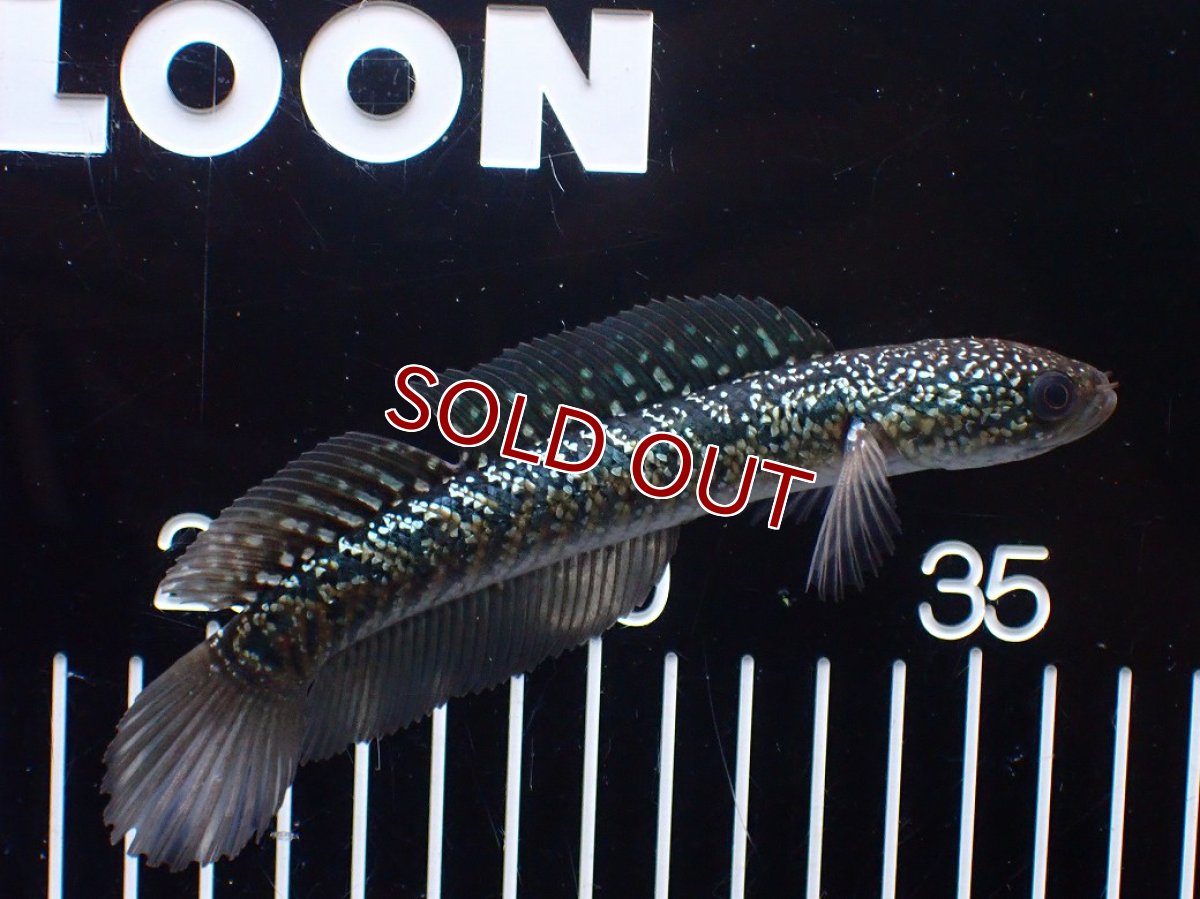 画像1: 【淡水魚】【通販】爆安 激レア No4 金天目(Gold tenmoku)【個体販売】(±14cm)(生体)(熱帯魚)NKO (1)