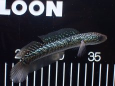 画像1: 【淡水魚】【通販】爆安 激レア No4 金天目(Gold tenmoku)【個体販売】(±14cm)(生体)(熱帯魚)NKO (1)