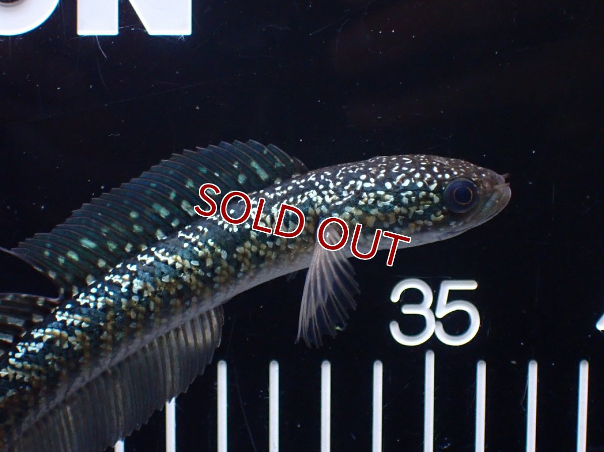 画像2: 【淡水魚】【通販】爆安 激レア No4 金天目(Gold tenmoku)【個体販売】(±14cm)(生体)(熱帯魚)NKO (2)