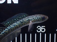 画像2: 【淡水魚】【通販】爆安 激レア No4 金天目(Gold tenmoku)【個体販売】(±14cm)(生体)(熱帯魚)NKO (2)