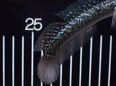 画像3: 【淡水魚】【通販】爆安 激レア No4 金天目(Gold tenmoku)【個体販売】(±14cm)(生体)(熱帯魚)NKO (3)