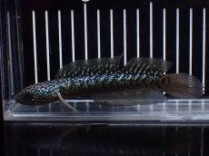 画像4: 【淡水魚】【通販】爆安 激レア No4 金天目(Gold tenmoku)【個体販売】(±14cm)(生体)(熱帯魚)NKO (4)