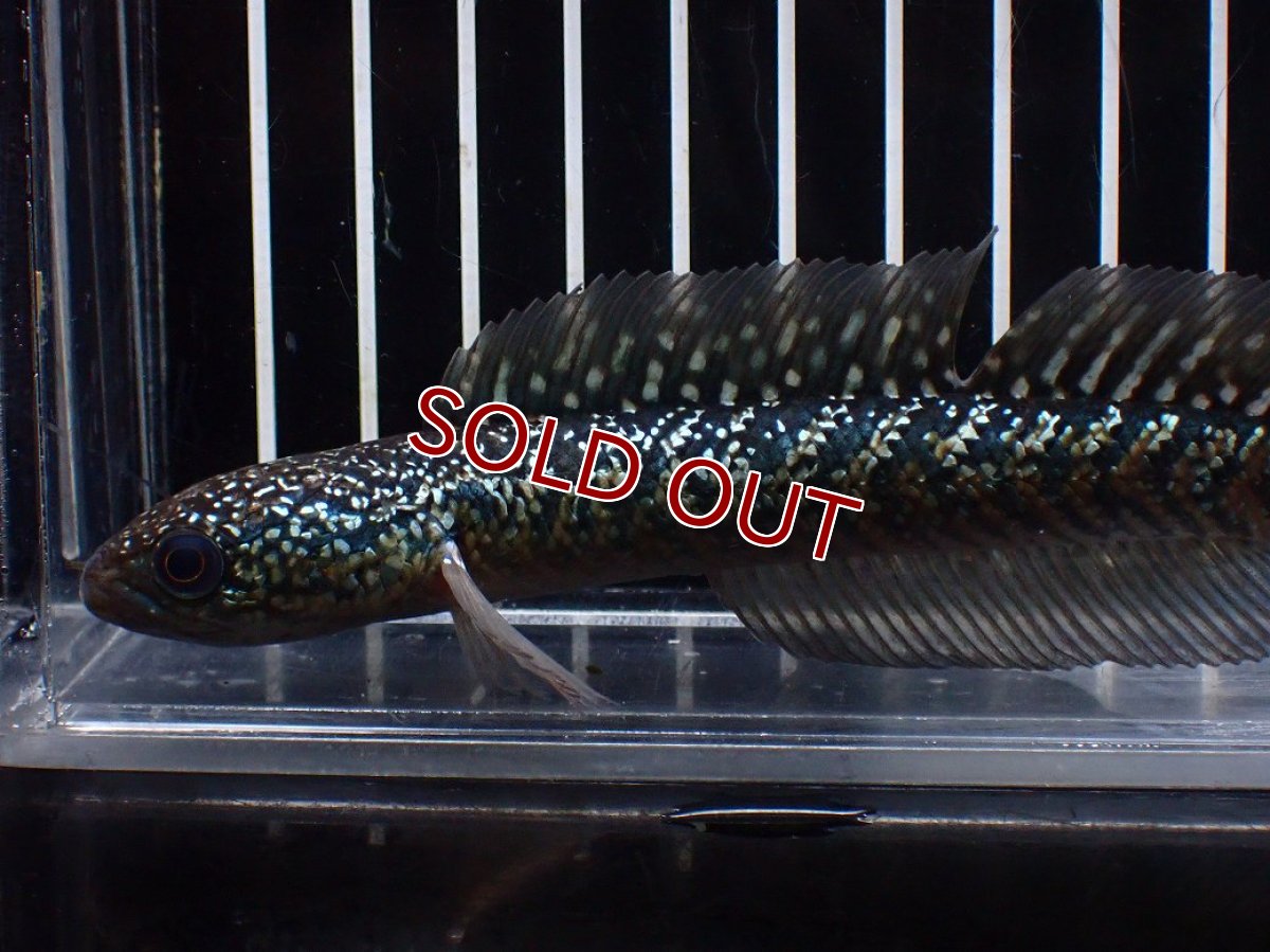 画像5: 【淡水魚】【通販】爆安 激レア No4 金天目(Gold tenmoku)【個体販売】(±14cm)(生体)(熱帯魚)NKO (5)