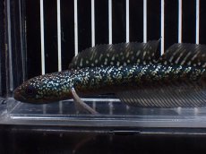 画像5: 【淡水魚】【通販】爆安 激レア No4 金天目(Gold tenmoku)【個体販売】(±14cm)(生体)(熱帯魚)NKO (5)