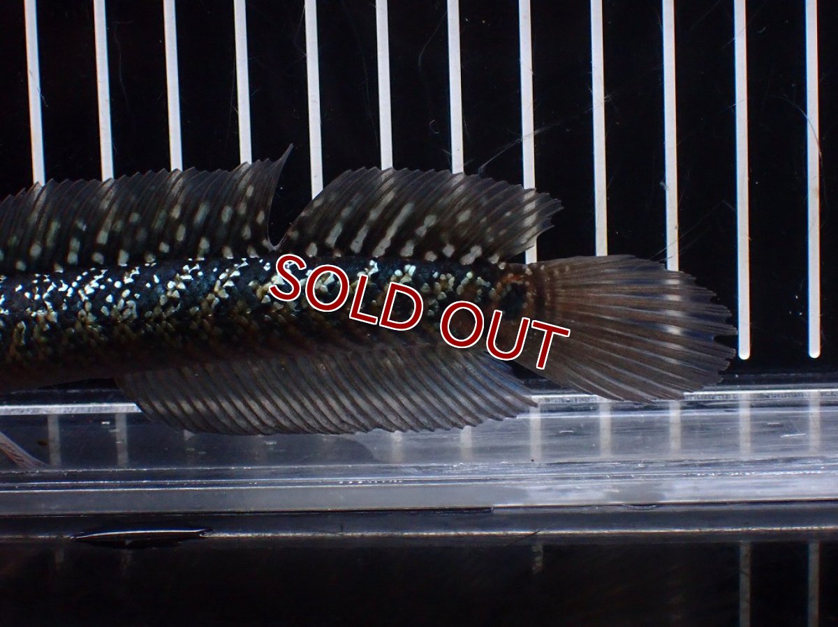 画像6: 【淡水魚】【通販】爆安 激レア No4 金天目(Gold tenmoku)【個体販売】(±14cm)(生体)(熱帯魚)NKO (6)