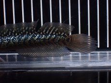 画像6: 【淡水魚】【通販】爆安 激レア No4 金天目(Gold tenmoku)【個体販売】(±14cm)(生体)(熱帯魚)NKO (6)