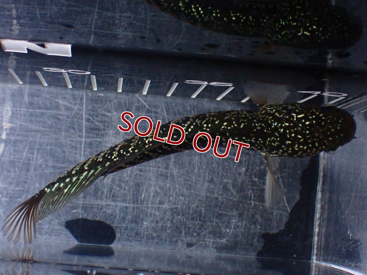 画像7: 【淡水魚】【通販】爆安 激レア No4 金天目(Gold tenmoku)【個体販売】(±14cm)(生体)(熱帯魚)NKO (7)