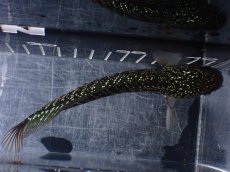 画像7: 【淡水魚】【通販】爆安 激レア No4 金天目(Gold tenmoku)【個体販売】(±14cm)(生体)(熱帯魚)NKO (7)