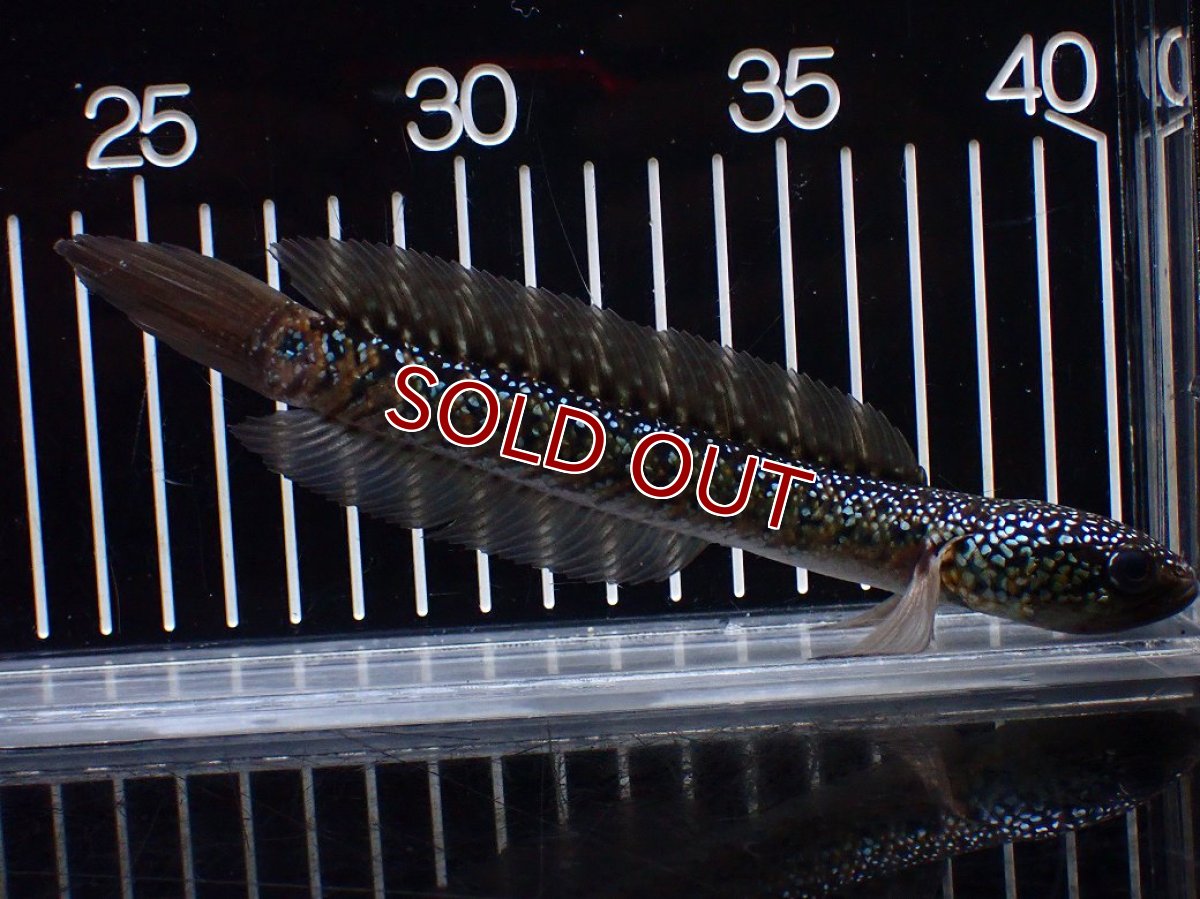 画像1: 【淡水魚】【通販】爆安 激レア No1 黒星鏨雷龍(Black diamond)【個体販売】(±16cm)(生体)(熱帯魚)NKO (1)