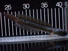 画像1: 【淡水魚】【通販】爆安 激レア No1 黒星鏨雷龍(Black diamond)【個体販売】(±16cm)(生体)(熱帯魚)NKO (1)