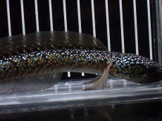 画像2: 【淡水魚】【通販】爆安 激レア No1 黒星鏨雷龍(Black diamond)【個体販売】(±16cm)(生体)(熱帯魚)NKO (2)