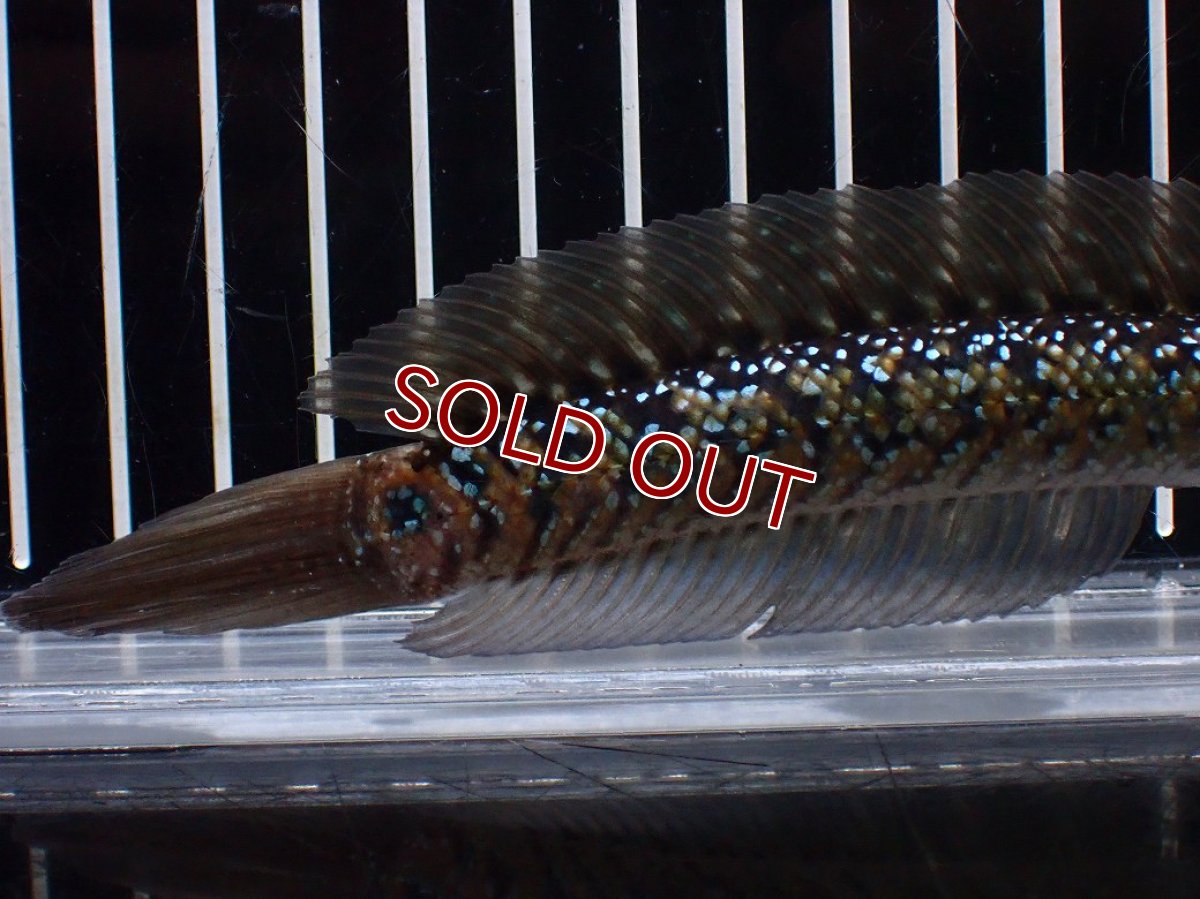 画像3: 【淡水魚】【通販】爆安 激レア No1 黒星鏨雷龍(Black diamond)【個体販売】(±16cm)(生体)(熱帯魚)NKO (3)