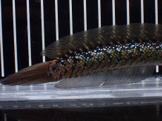 画像3: 【淡水魚】【通販】爆安 激レア No1 黒星鏨雷龍(Black diamond)【個体販売】(±16cm)(生体)(熱帯魚)NKO (3)