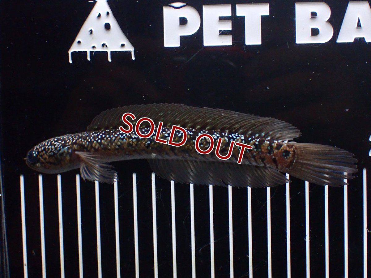 画像4: 【淡水魚】【通販】爆安 激レア No1 黒星鏨雷龍(Black diamond)【個体販売】(±16cm)(生体)(熱帯魚)NKO (4)