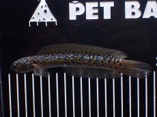 画像4: 【淡水魚】【通販】爆安 激レア No1 黒星鏨雷龍(Black diamond)【個体販売】(±16cm)(生体)(熱帯魚)NKO (4)