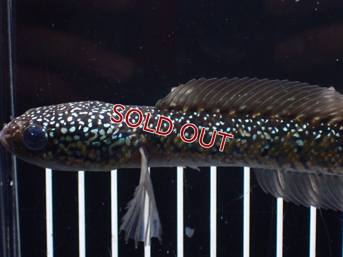 画像5: 【淡水魚】【通販】爆安 激レア No1 黒星鏨雷龍(Black diamond)【個体販売】(±16cm)(生体)(熱帯魚)NKO (5)