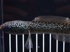 画像5: 【淡水魚】【通販】爆安 激レア No1 黒星鏨雷龍(Black diamond)【個体販売】(±16cm)(生体)(熱帯魚)NKO (5)