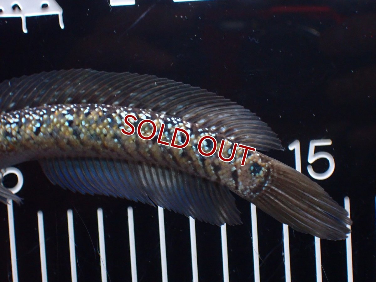 画像6: 【淡水魚】【通販】爆安 激レア No1 黒星鏨雷龍(Black diamond)【個体販売】(±16cm)(生体)(熱帯魚)NKO (6)