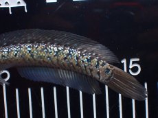 画像6: 【淡水魚】【通販】爆安 激レア No1 黒星鏨雷龍(Black diamond)【個体販売】(±16cm)(生体)(熱帯魚)NKO (6)