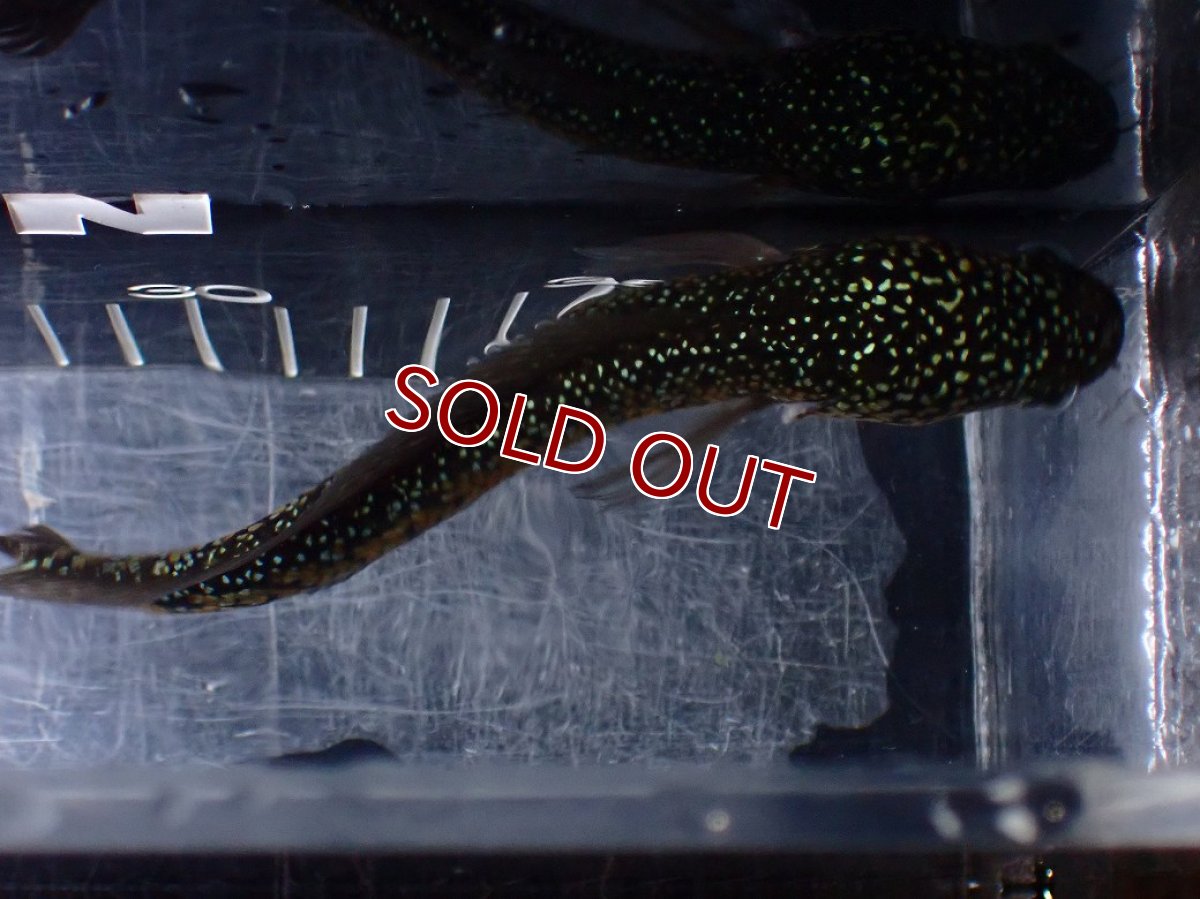 画像7: 【淡水魚】【通販】爆安 激レア No1 黒星鏨雷龍(Black diamond)【個体販売】(±16cm)(生体)(熱帯魚)NKO (7)