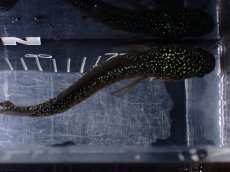 画像7: 【淡水魚】【通販】爆安 激レア No1 黒星鏨雷龍(Black diamond)【個体販売】(±16cm)(生体)(熱帯魚)NKO (7)