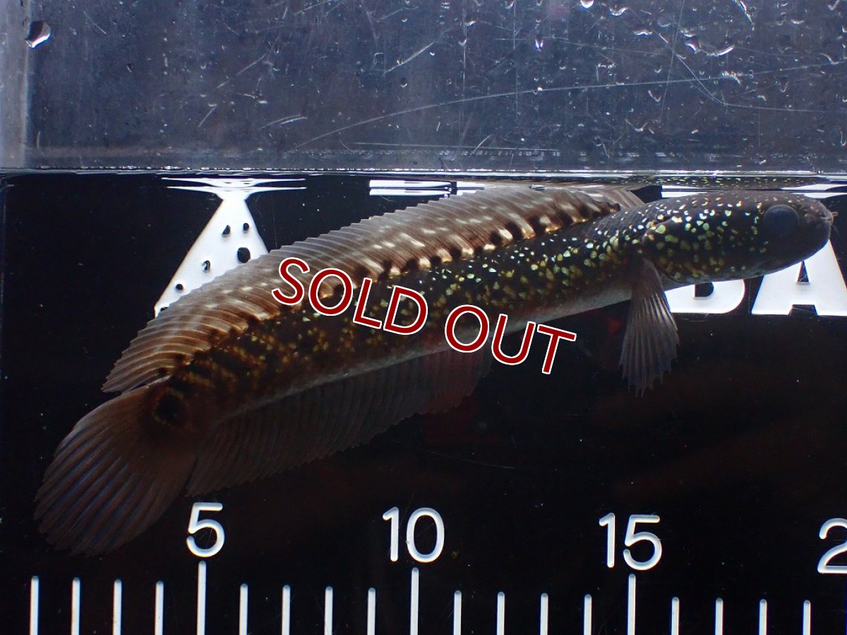 画像1: 【淡水魚】【通販】激レア No2 黒星鏨雷龍(Black diamond)【個体販売】(±18cm)(生体)(熱帯魚)NKO (1)