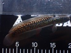 画像1: 【淡水魚】【通販】激レア No2 黒星鏨雷龍(Black diamond)【個体販売】(±18cm)(生体)(熱帯魚)NKO (1)