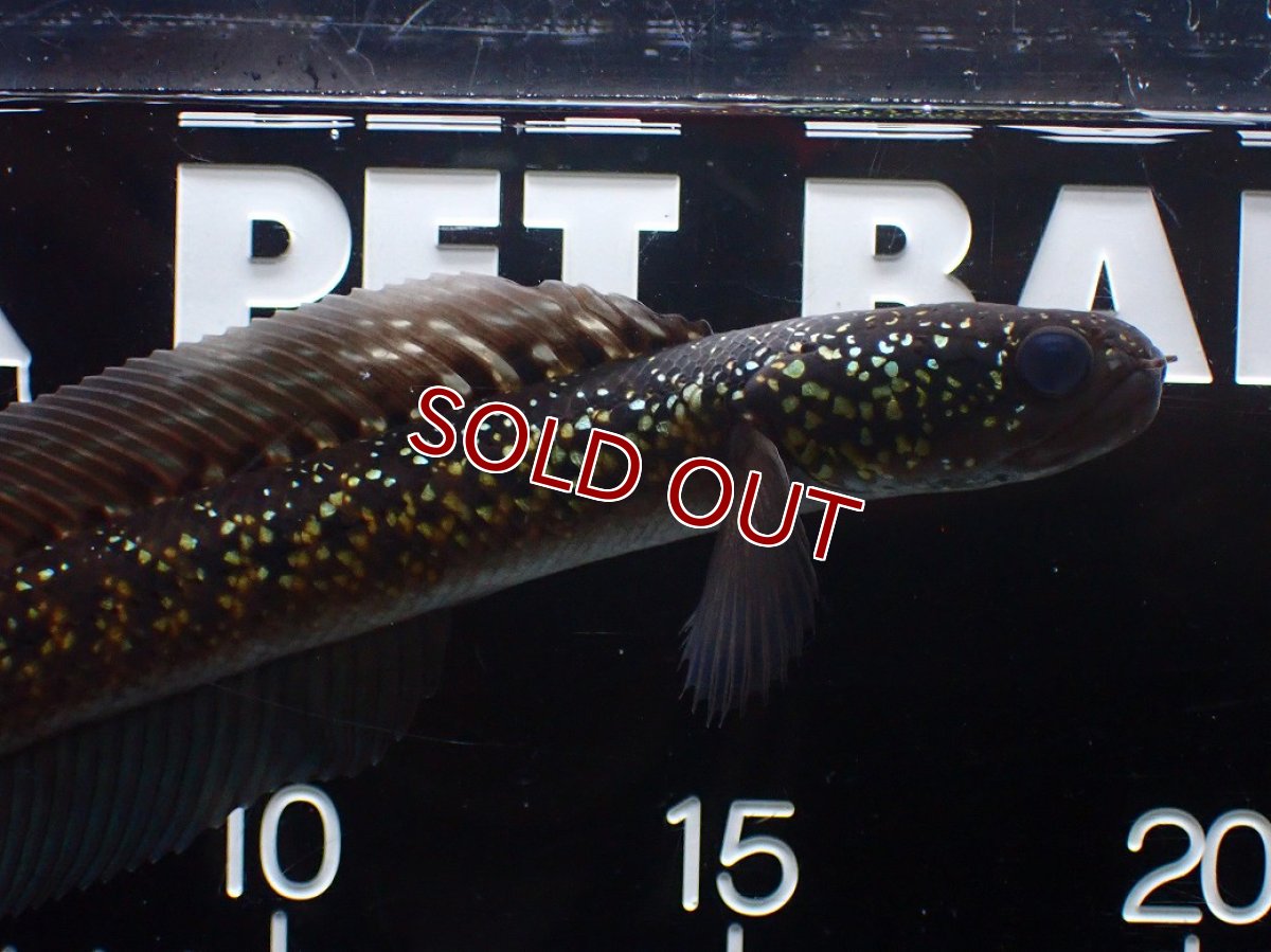 画像2: 【淡水魚】【通販】激レア No2 黒星鏨雷龍(Black diamond)【個体販売】(±18cm)(生体)(熱帯魚)NKO (2)