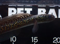 画像2: 【淡水魚】【通販】激レア No2 黒星鏨雷龍(Black diamond)【個体販売】(±18cm)(生体)(熱帯魚)NKO (2)