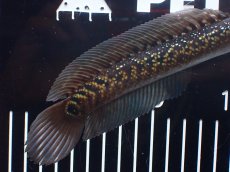 画像3: 【淡水魚】【通販】激レア No2 黒星鏨雷龍(Black diamond)【個体販売】(±18cm)(生体)(熱帯魚)NKO (3)