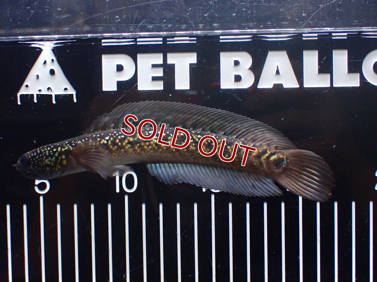 画像4: 【淡水魚】【通販】激レア No2 黒星鏨雷龍(Black diamond)【個体販売】(±18cm)(生体)(熱帯魚)NKO (4)