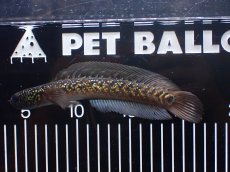 画像4: 【淡水魚】【通販】激レア No2 黒星鏨雷龍(Black diamond)【個体販売】(±18cm)(生体)(熱帯魚)NKO (4)